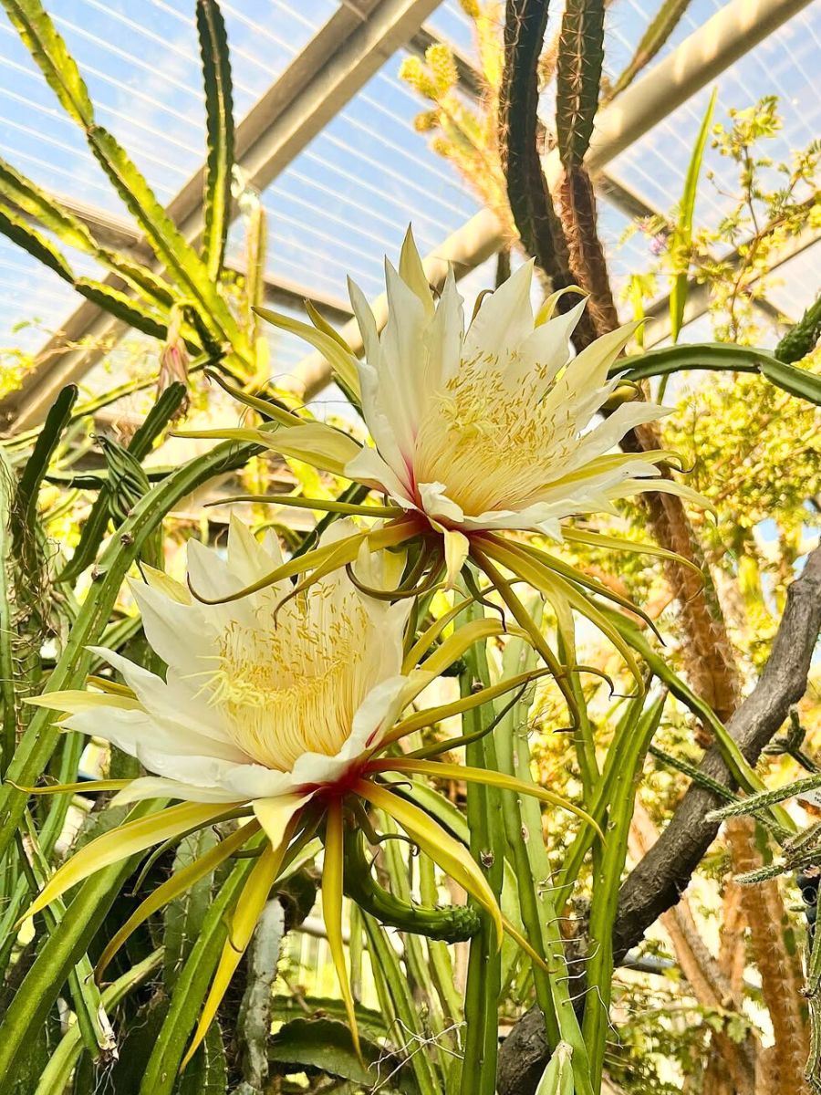 Moonlight flowering cacti