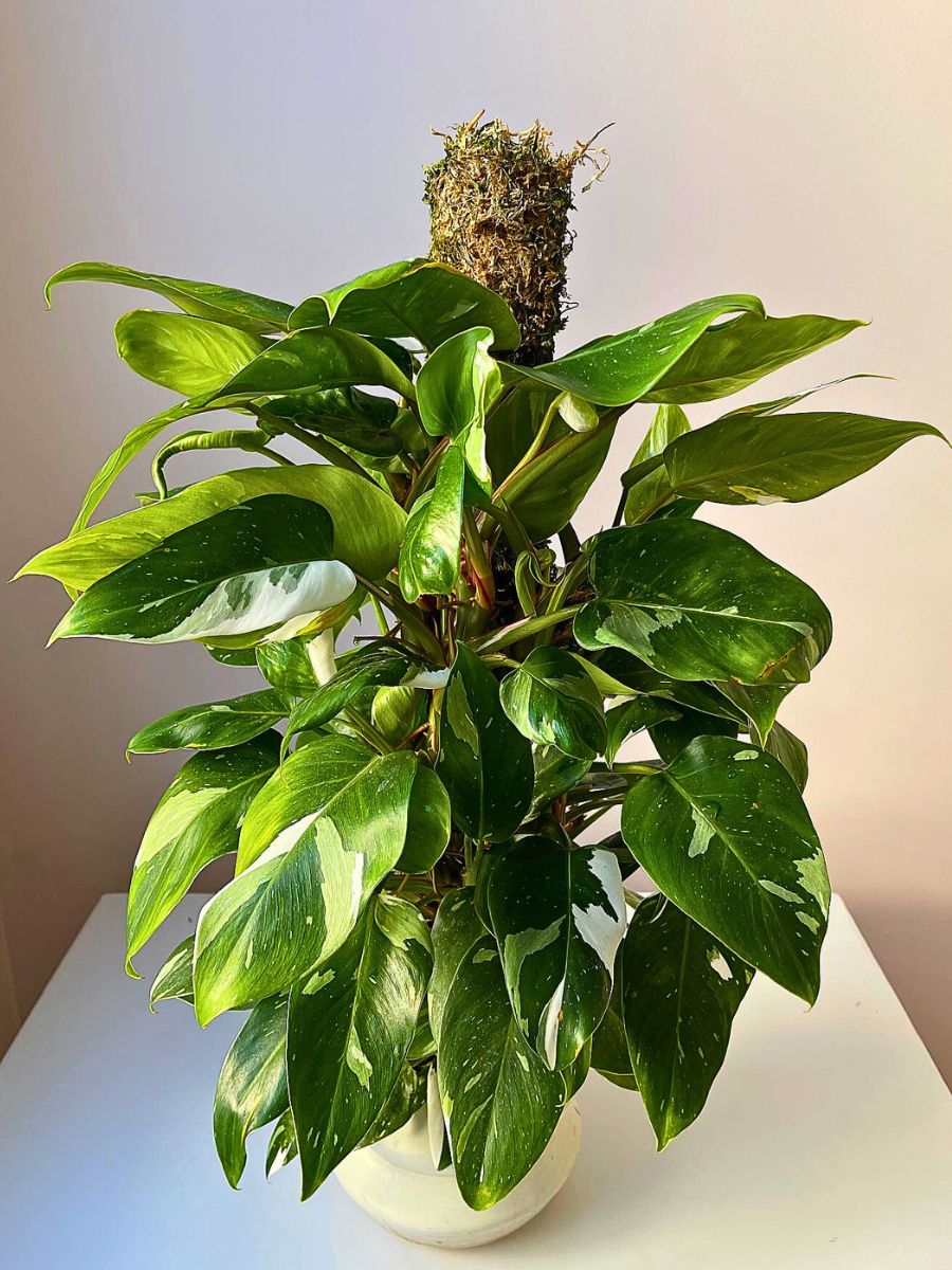 White Princess Philodendron growing in a decorated pot