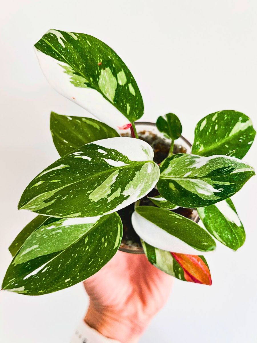 top view of White Princess Philodendron