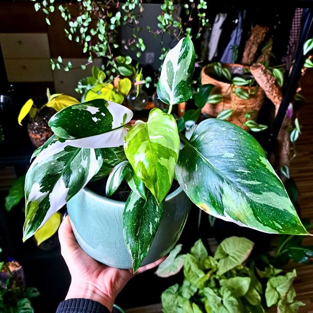 a person holding potted white princess philodendron