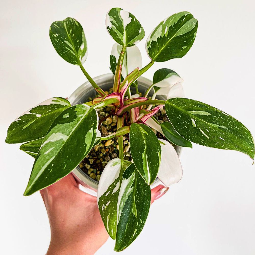 White Princess Philodendron, Scientifically Called Philodendron Erubescens ‘White Princess’