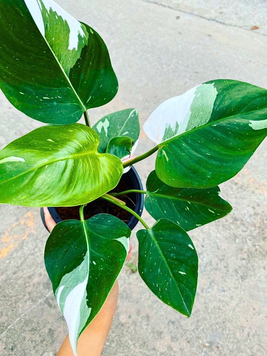 another top view of white princess philodendron, with a person holding the pot