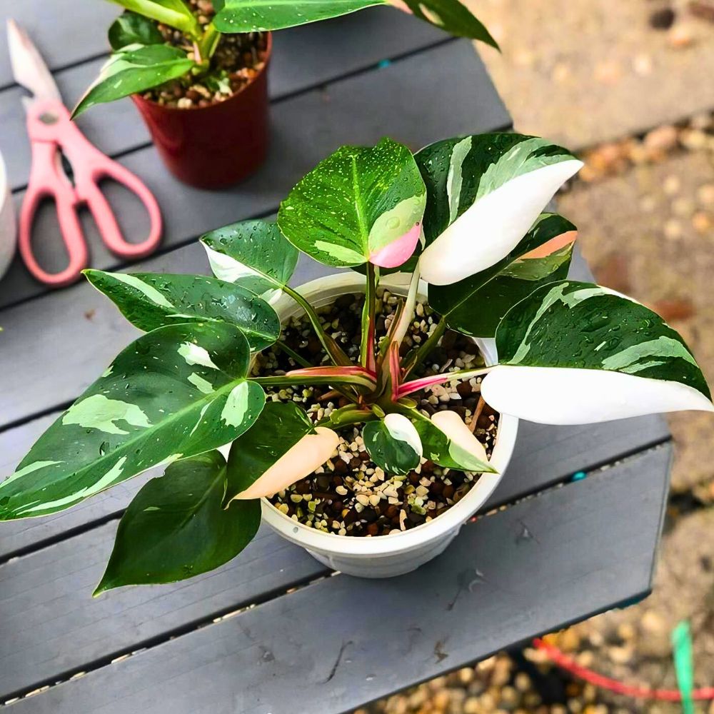 White Princess Philodendron kept on a table, potted and recently watered