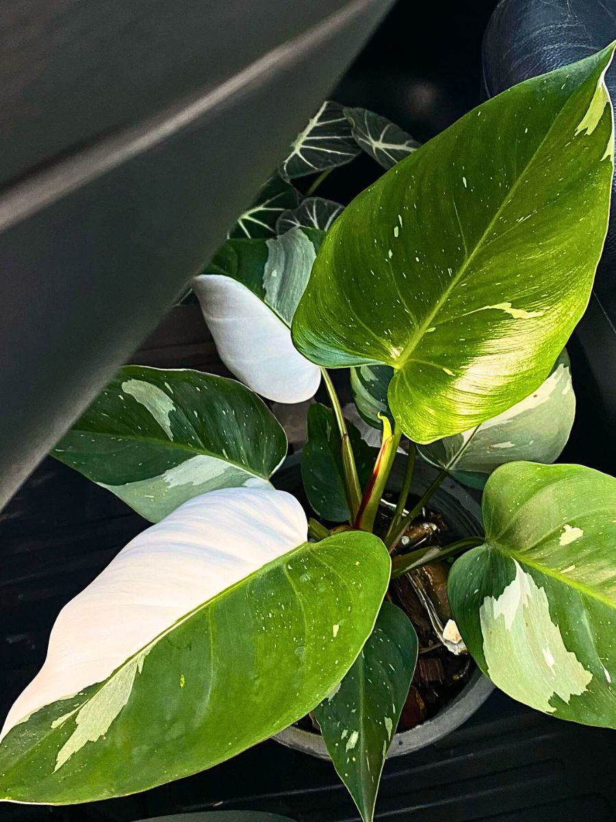 the super-bright white variegation give the white princess philodendron give it the specific recognition