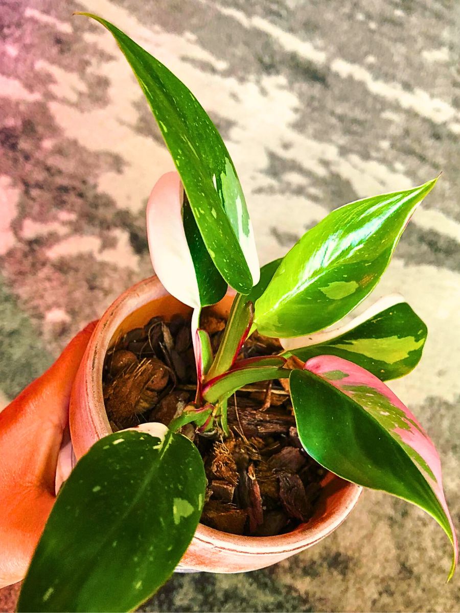 White Princess Philodendron with variegation in shades of pink and white