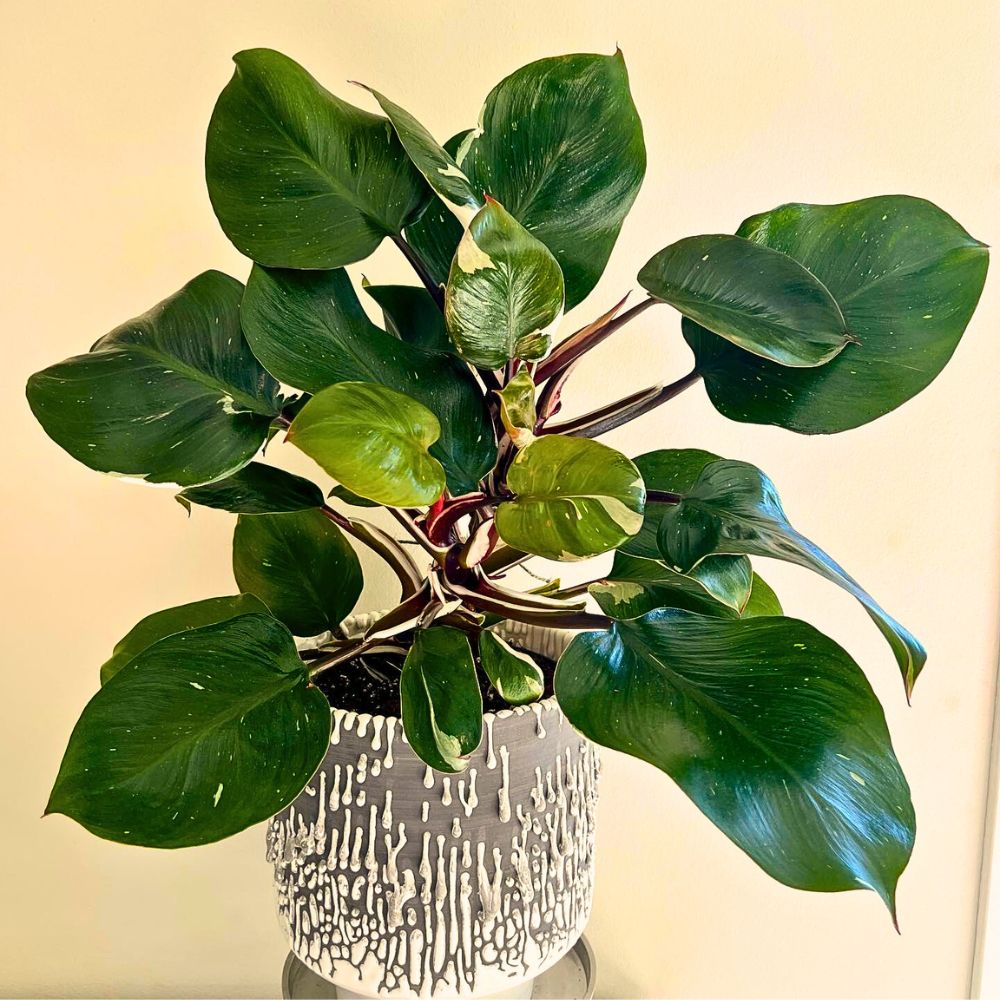 Philodendron White Knight placed in a beautifully designed pot