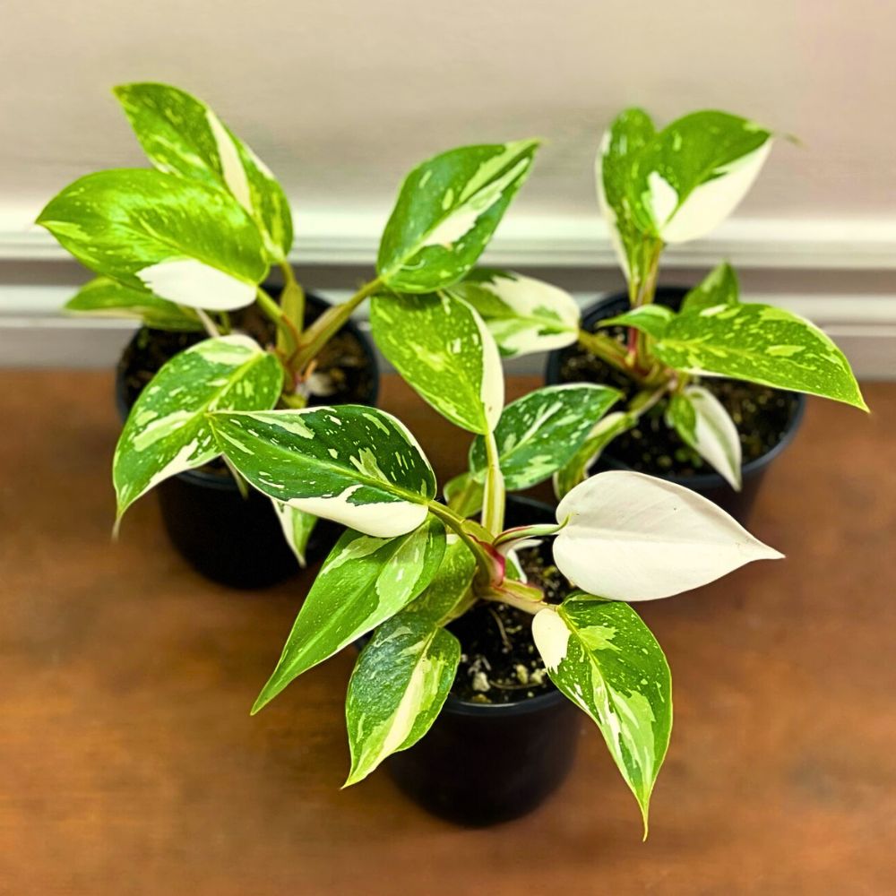 3 small pots of white princess philodendron