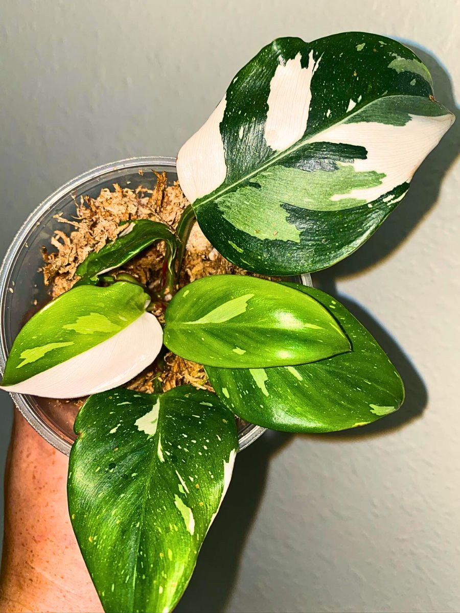 White Princess Philodendron also grow well with potting mix