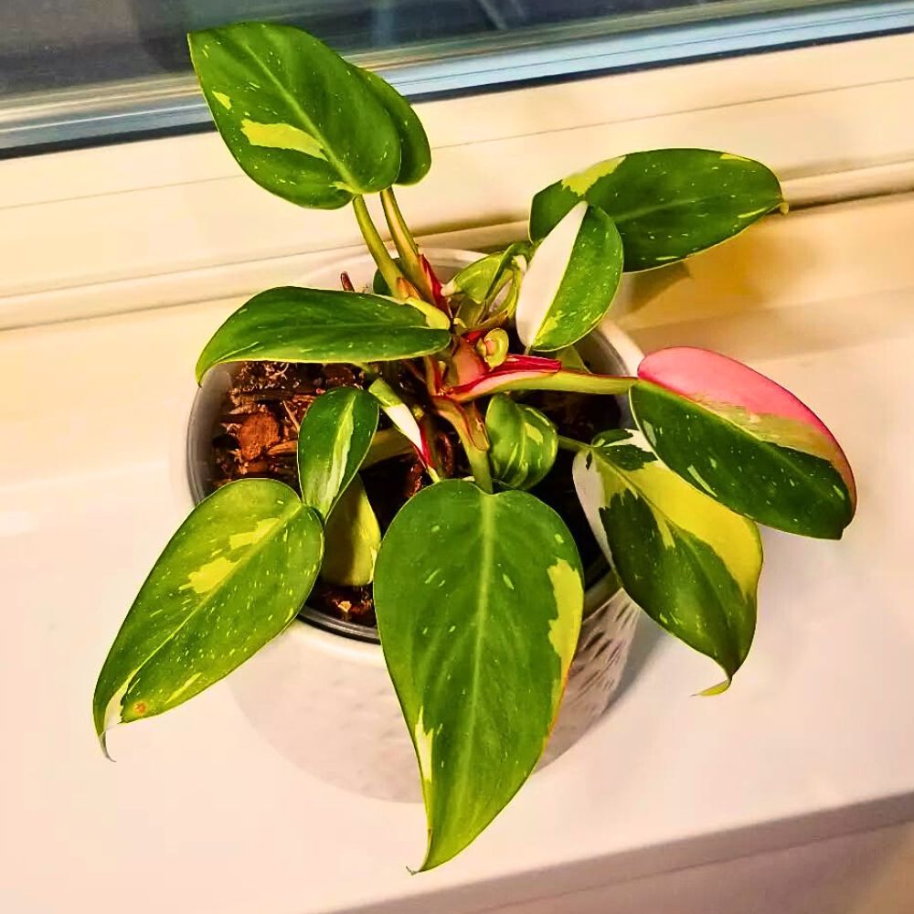 a White Princess Philodendron potted and kept near a window