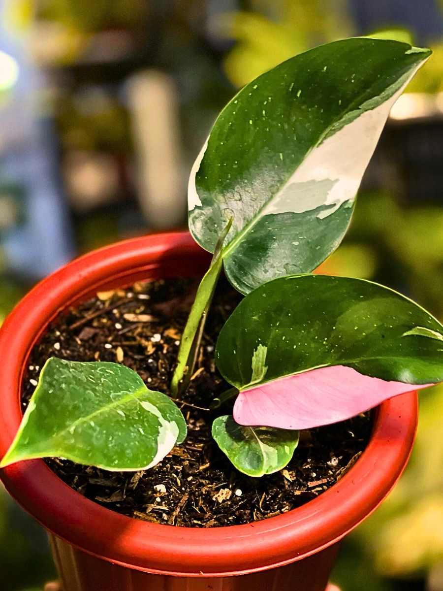 White Princess Philodendron, typically displaying the different shades of variegation