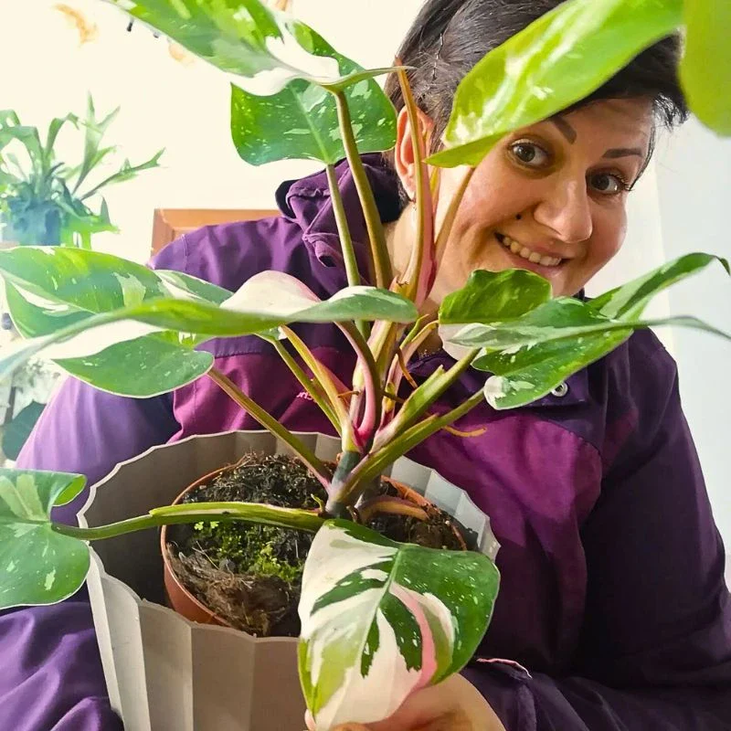 White Princess Philodendron, Scientifically Called Philodendron Erubescens ‘White Princess’ - Thursd Article Featured Image