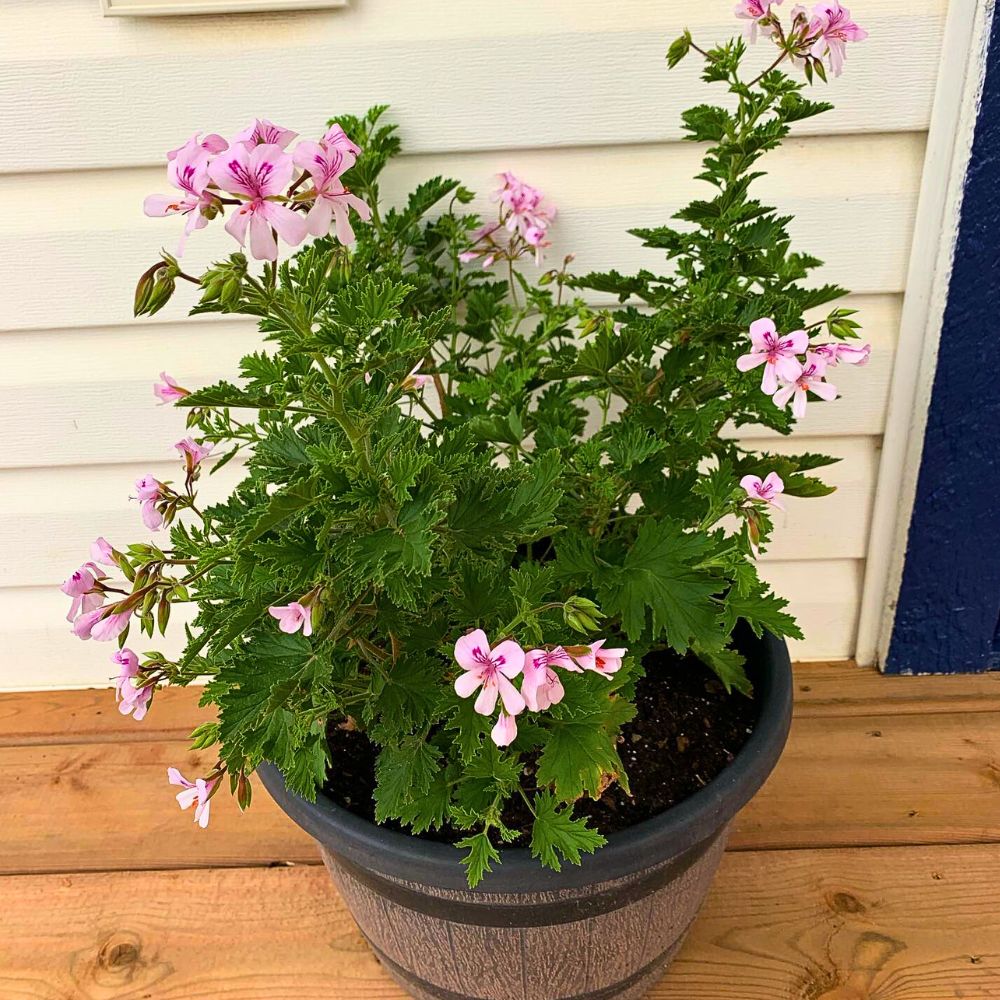 Citronella Plant, Also Called Pelargonium Citrosum