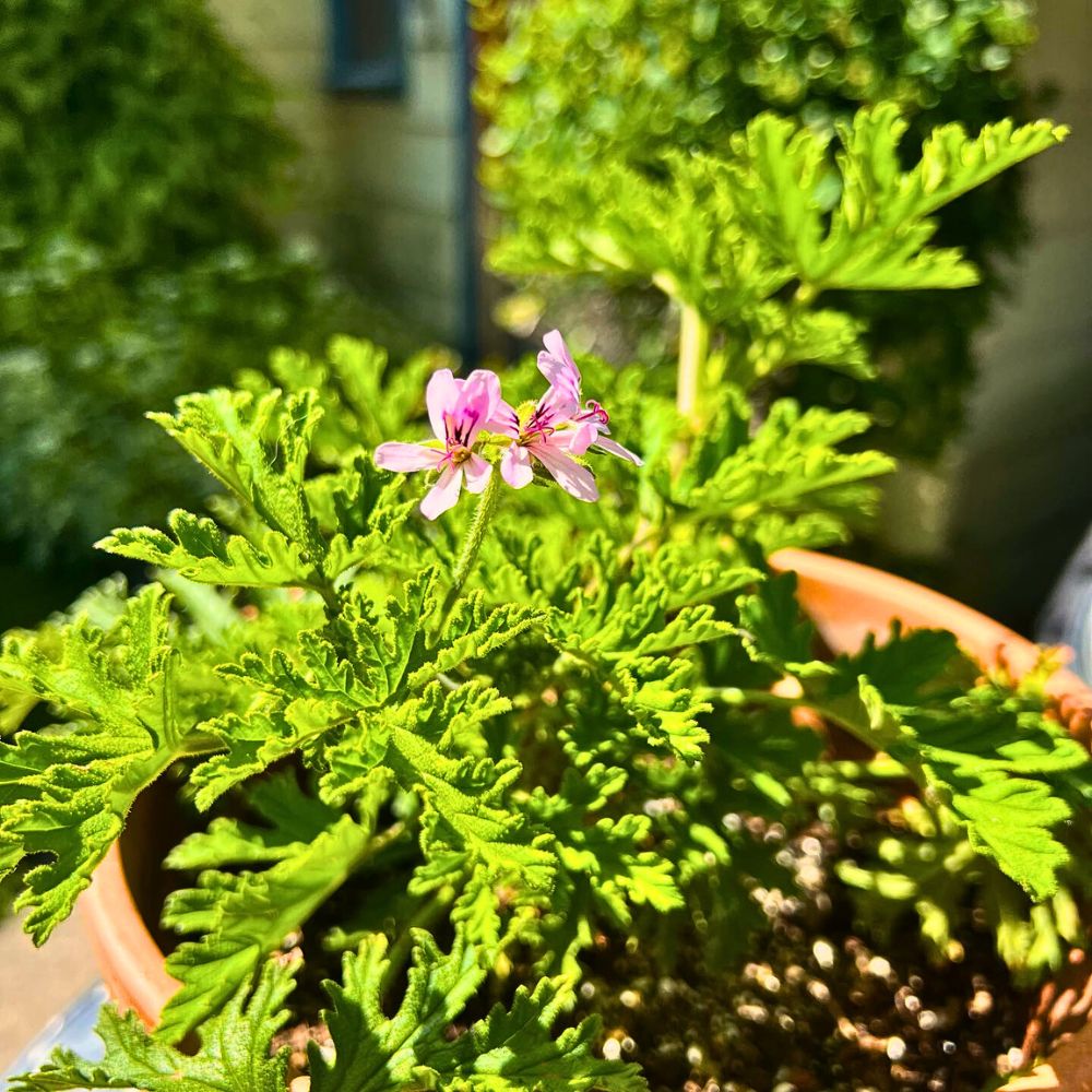 Citronella plants trace its roots in African species