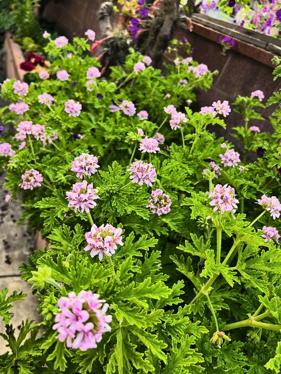 Citronella Plant, Also Called Pelargonium Citrosum