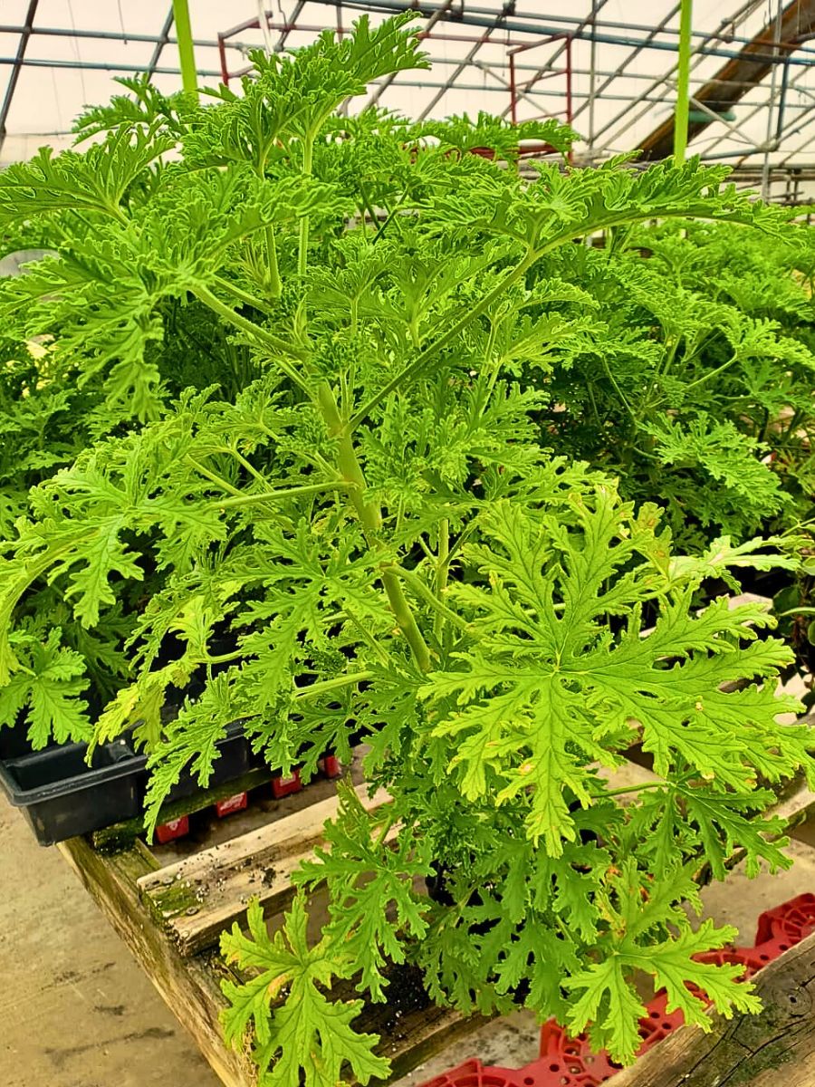 Citronella plants growing in crates