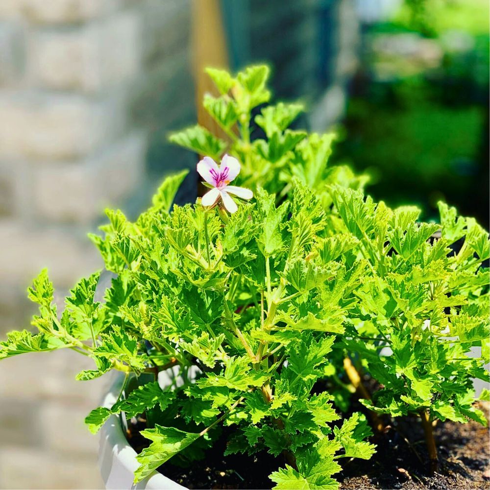 Citronella plant growing in a pot