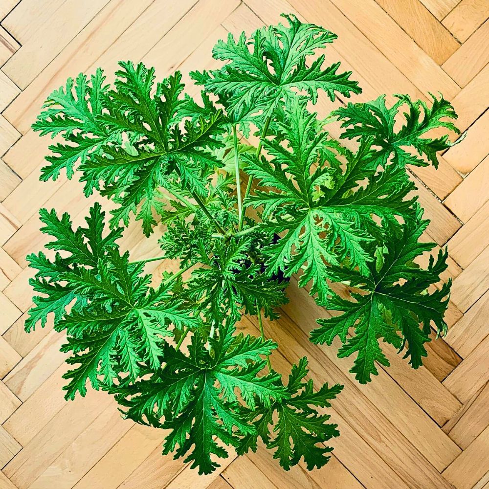 Citronella Plant - top view