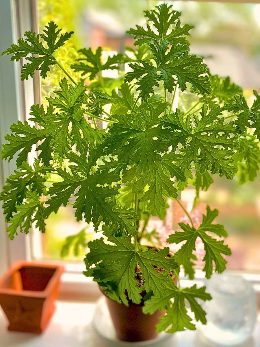 citronellas growing in pots and kept near a window