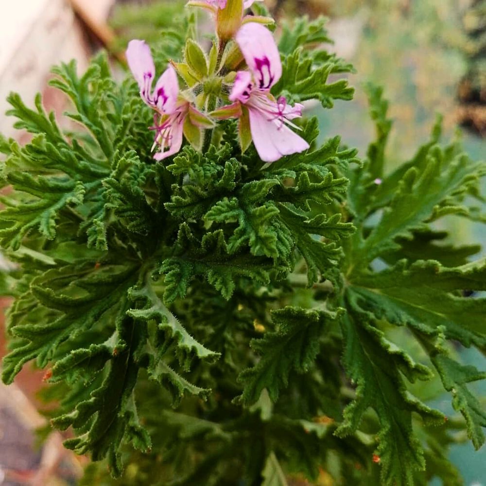 A flowering citronella plant