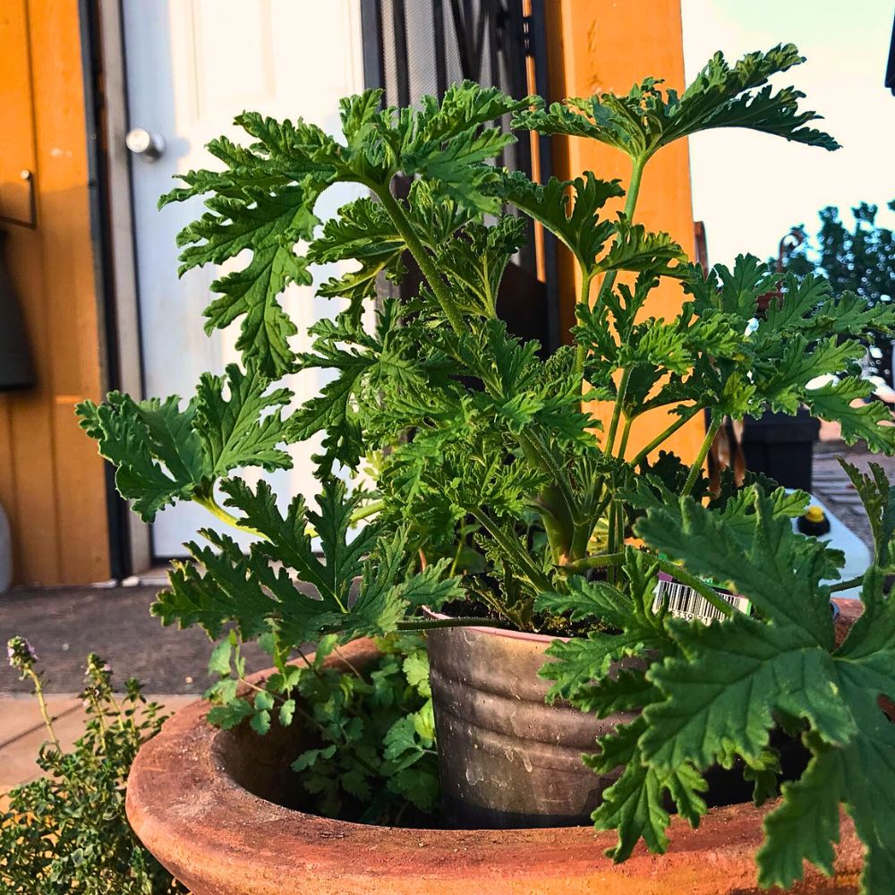 Citronella plant growing inside a pot indoors.