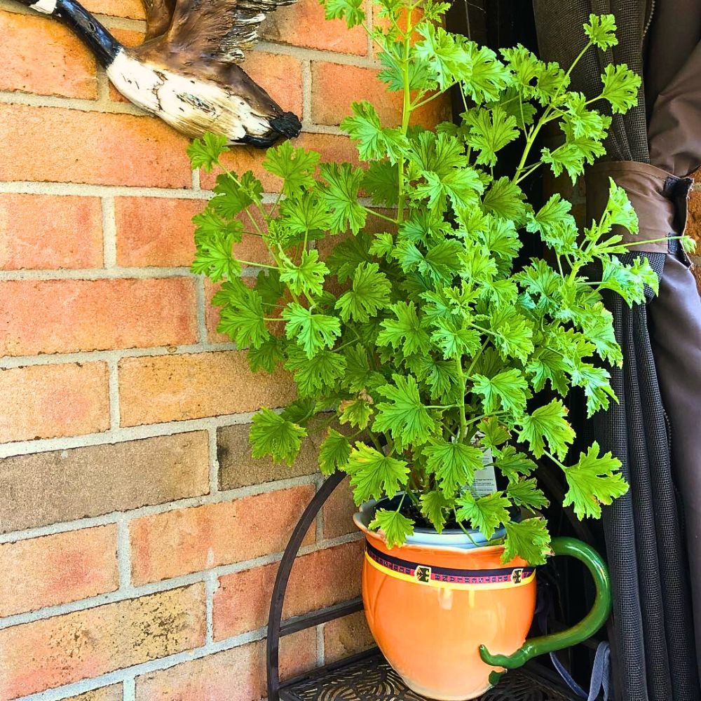 A beautiful citronella growing in a pot