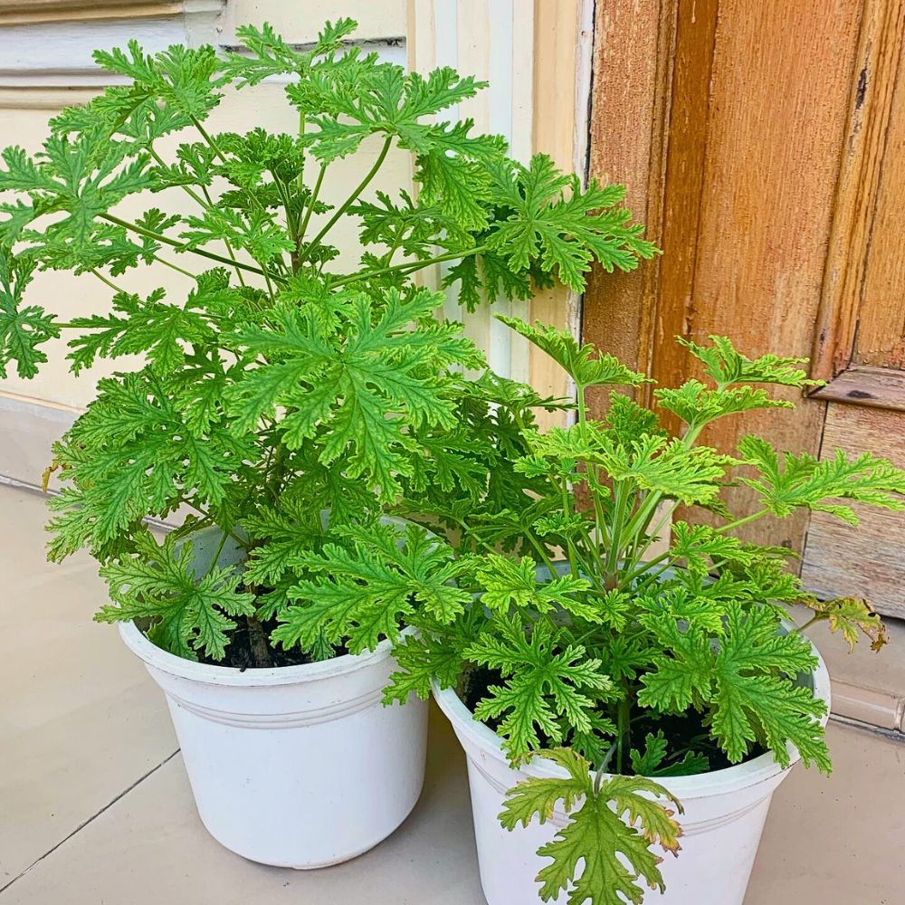 Citronella Plants growing in pots, kept outside the house