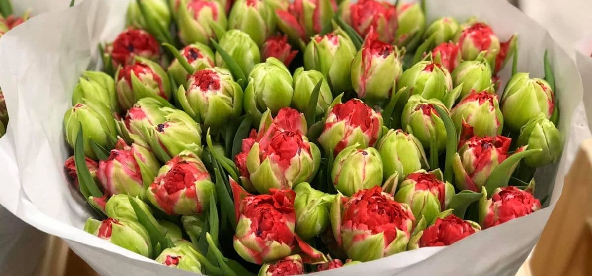 Tulipa Magic Price - Cut Flowers - on Thursd for Peter's weekly Menu
