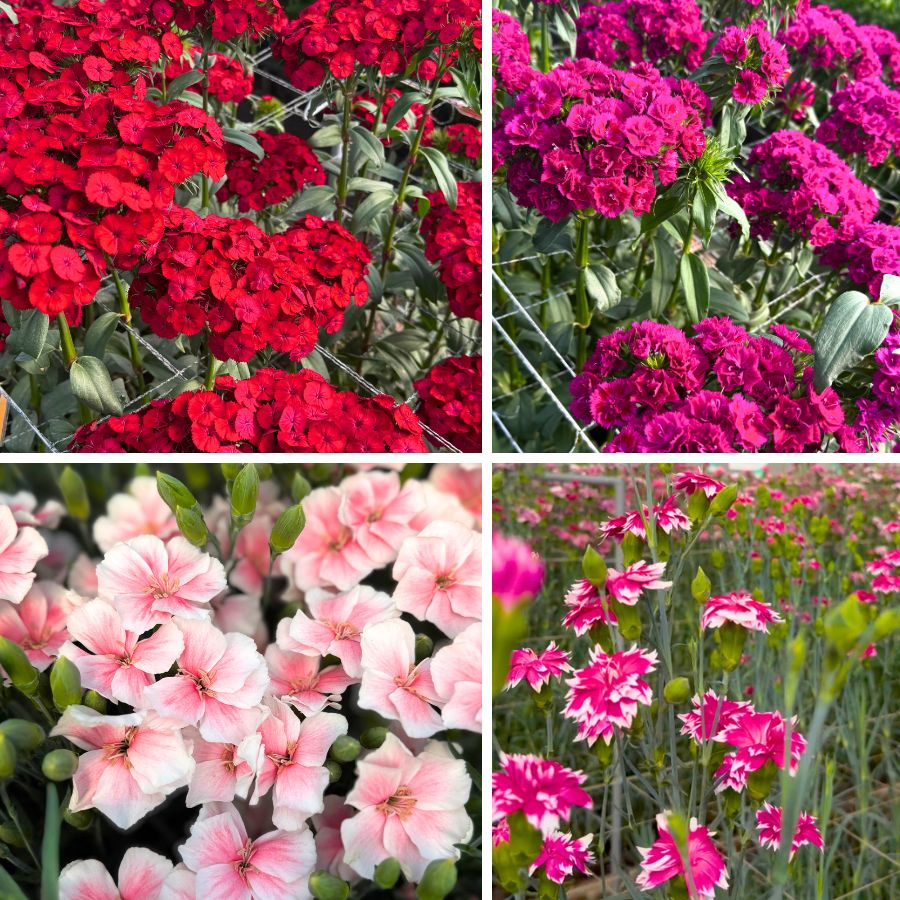 Dianthus Week in HilverdaFlorist