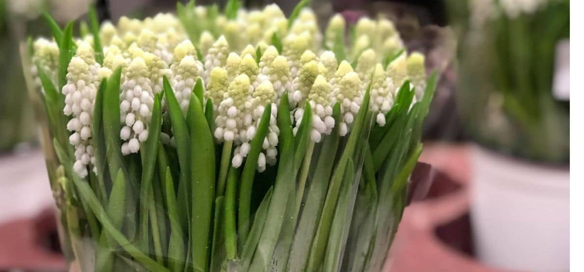 Muscari Siberian Tiger - Cut Flowers - on Thursd for Peter's weekly Menu