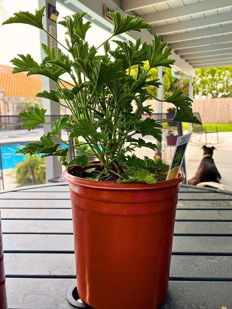 Citronella Plant Also Called Pelargonium Citrosum, the Citrous-Scented Mosquito-Repelling Evergreen