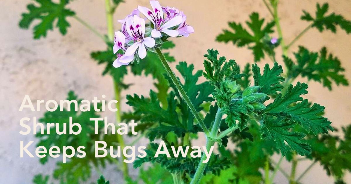 Citronella Plant, aka Pelargonium citrosum - Header Image Thursd Article