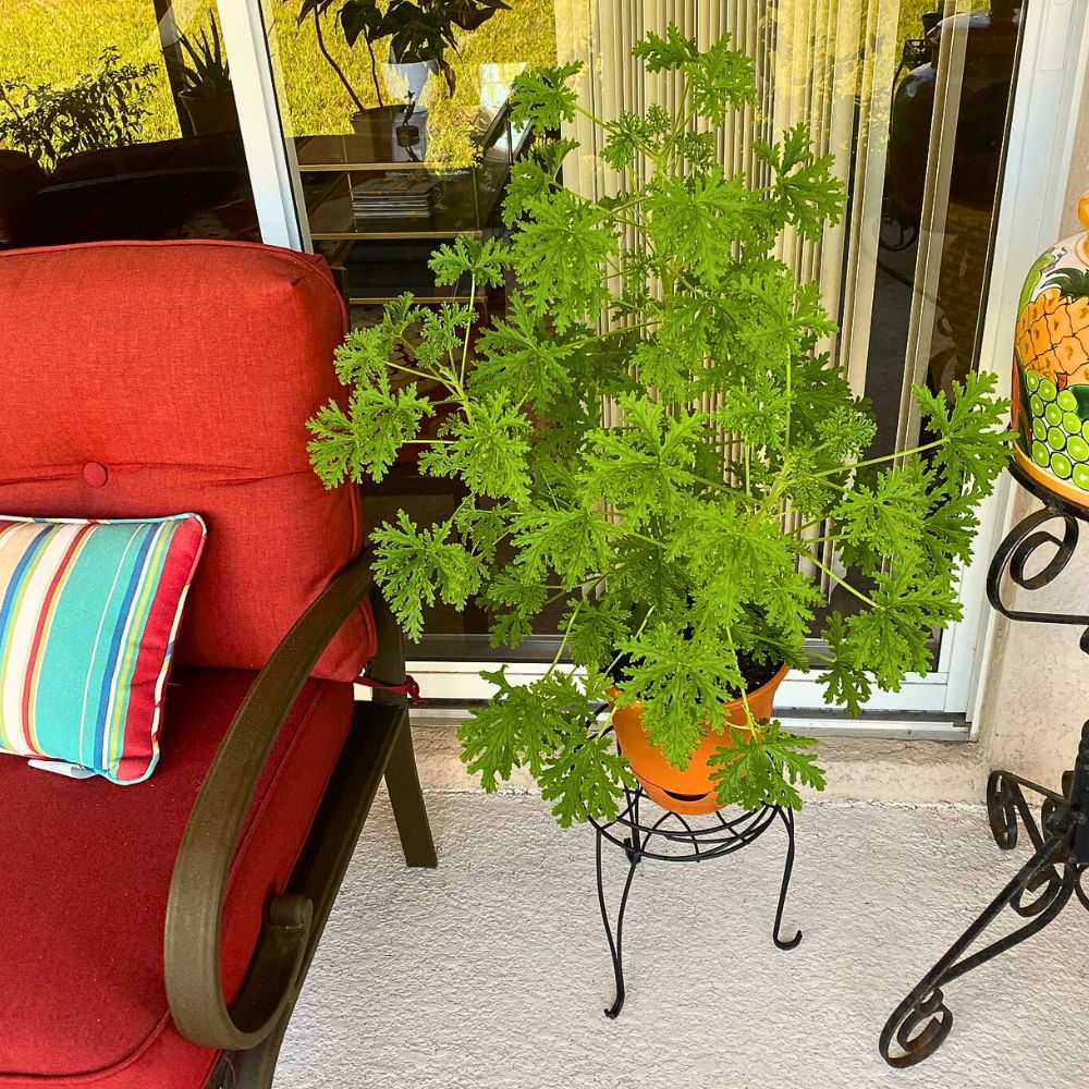 Citronella plants can be kept indoors as they help repel mosquitoes