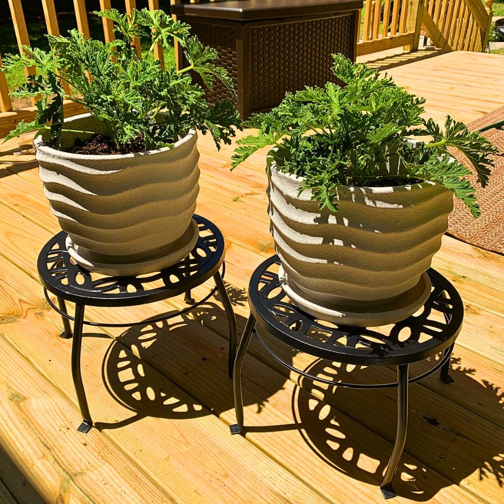 Citronella plants kept in beautiful pots under the sun, with pots placed on well-built plant stands