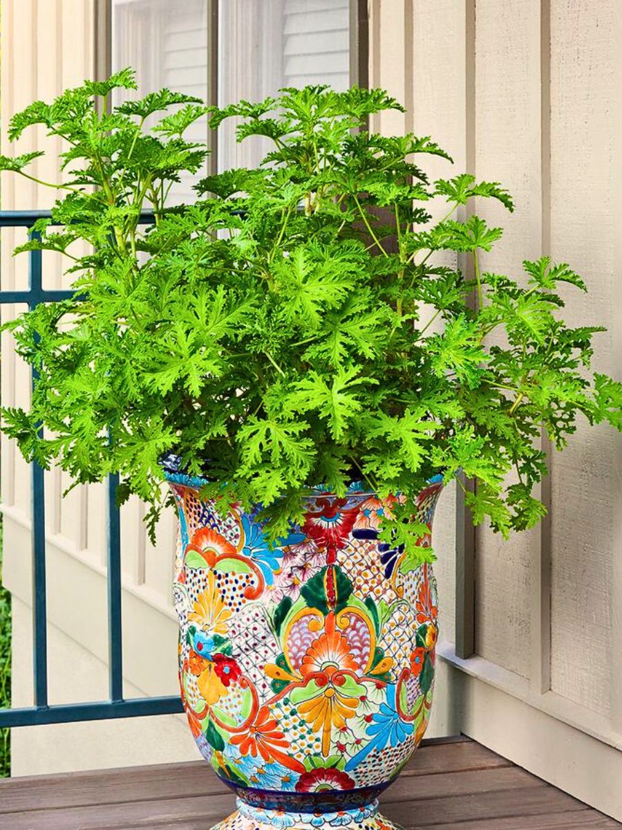 A well designed and crafted pot adorned with citronella plant