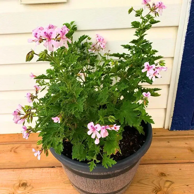 Citronella Plant Also Called Pelargonium Citrosum, the Citrous-Scented Mosquito-Repelling Evergreen