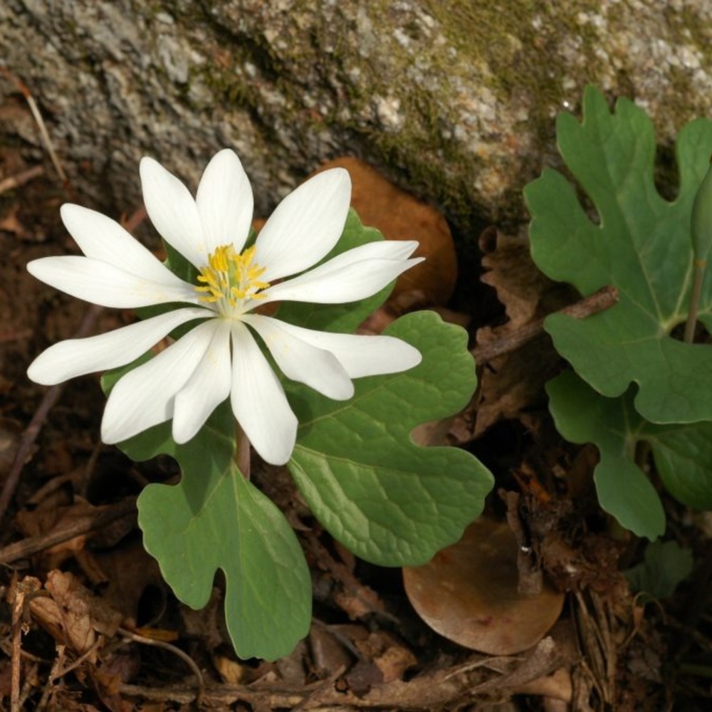 white plant captured in forest area