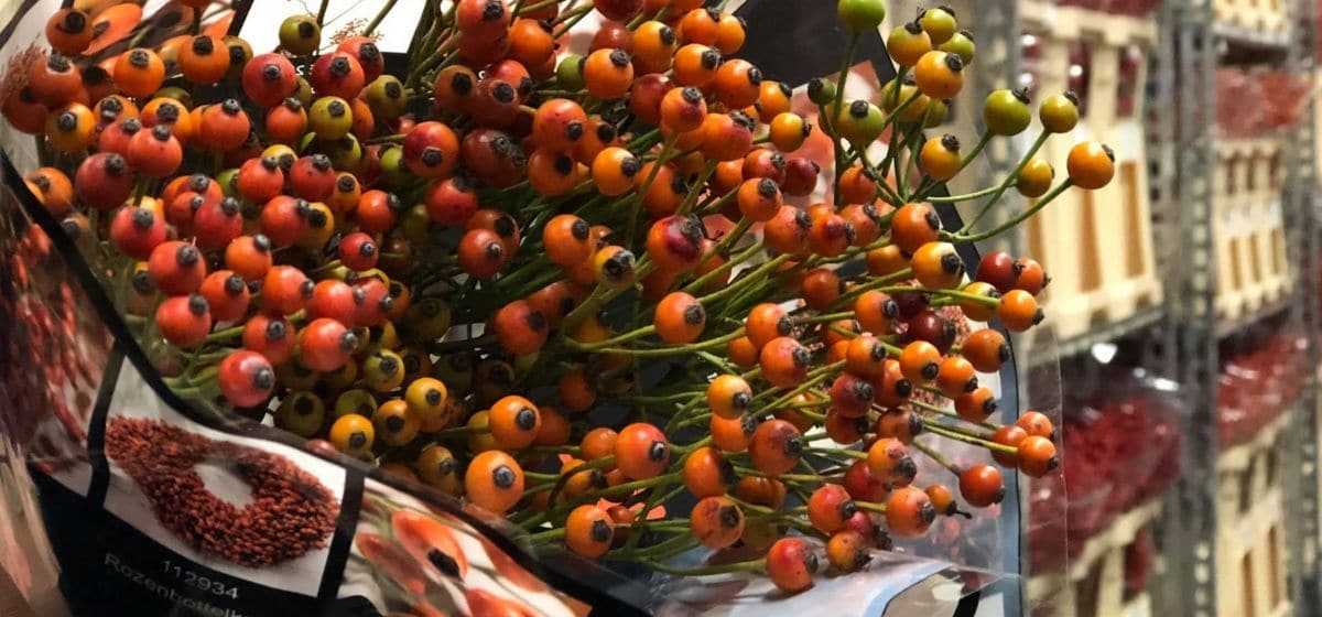 Rosehip  - Cut Flowers - on Thursd for Peter's weekly Menu