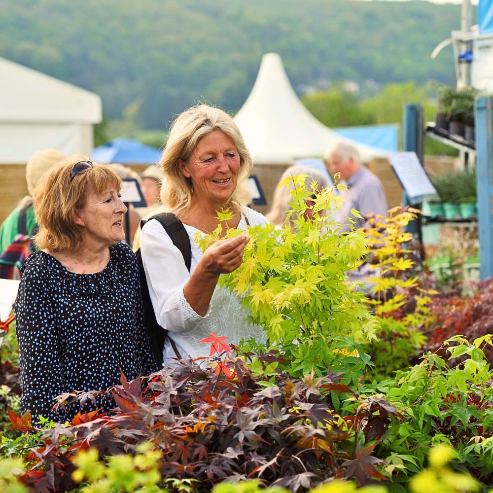 RHS Malvern Spring Festival 2025 Returns to Three Counties Showground Celebrating Plants, Horticulture, Innovation, and Well-Being