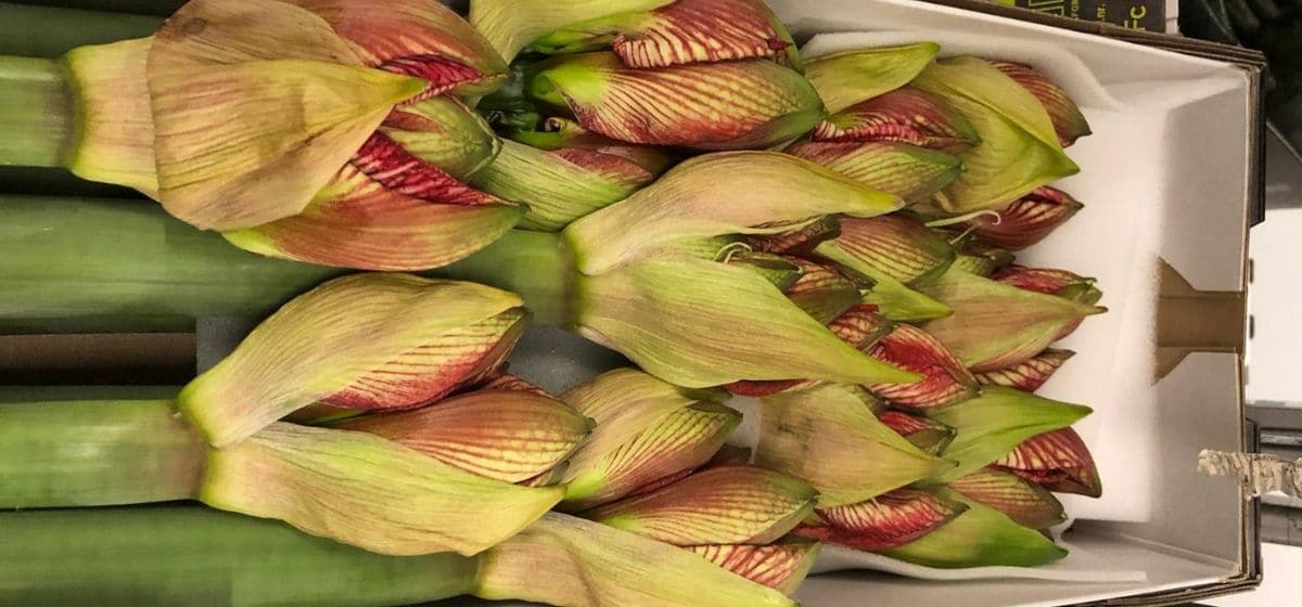 Hippeastrum (Amaryllis) Pierrot - Cut Flowers - on Thursd for Peter's weekly Menu