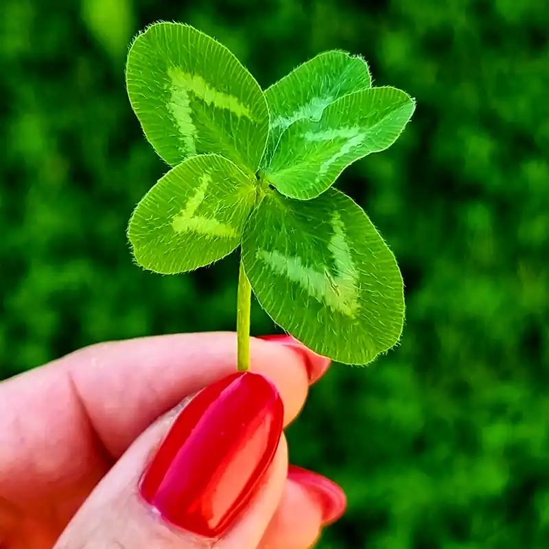 four-leaf clover plant