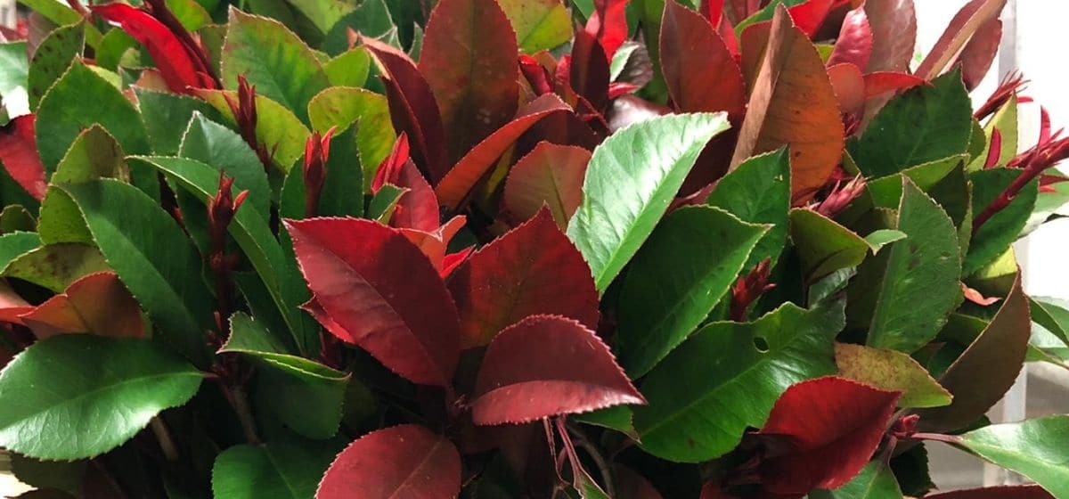 Photinia Fraseri Red Robin - Cut Flowers - on Thursd for Peter's weekly Menu