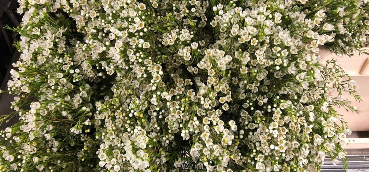 Chamelaucium Kiara - Cut Flowers - on Thursd for Peter's weekly Menu