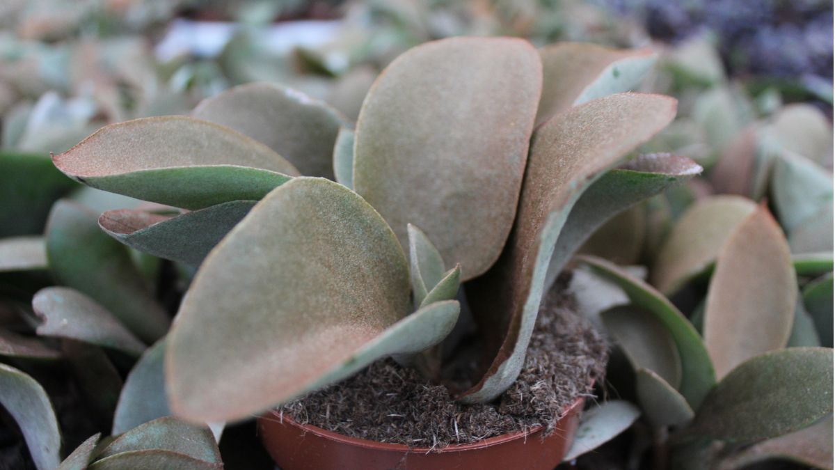 Kalanchoe Orgyalis