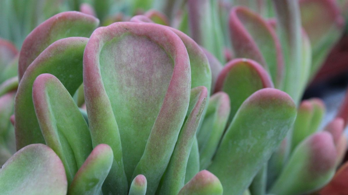 Kalanchoe Oricula