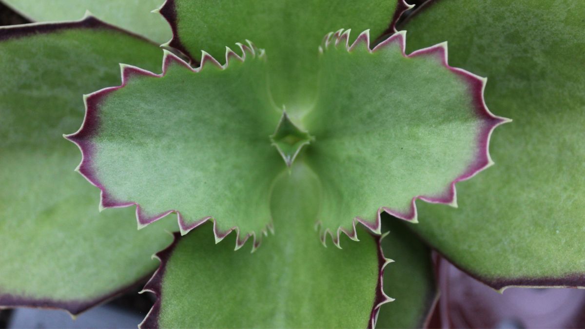 Kalanchoe synsepala