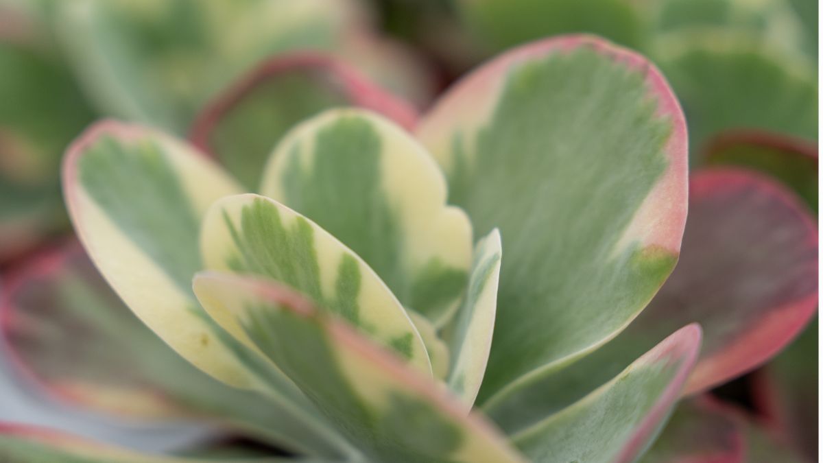 Kalanchoe Thyrsiflora Variegata