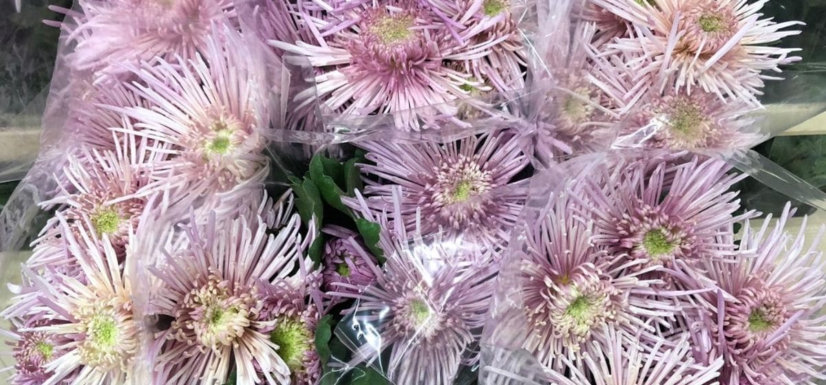 Chrysanthemum Spider Spivio - Cut Flowers - on Thursd for Peter's weekly Menu