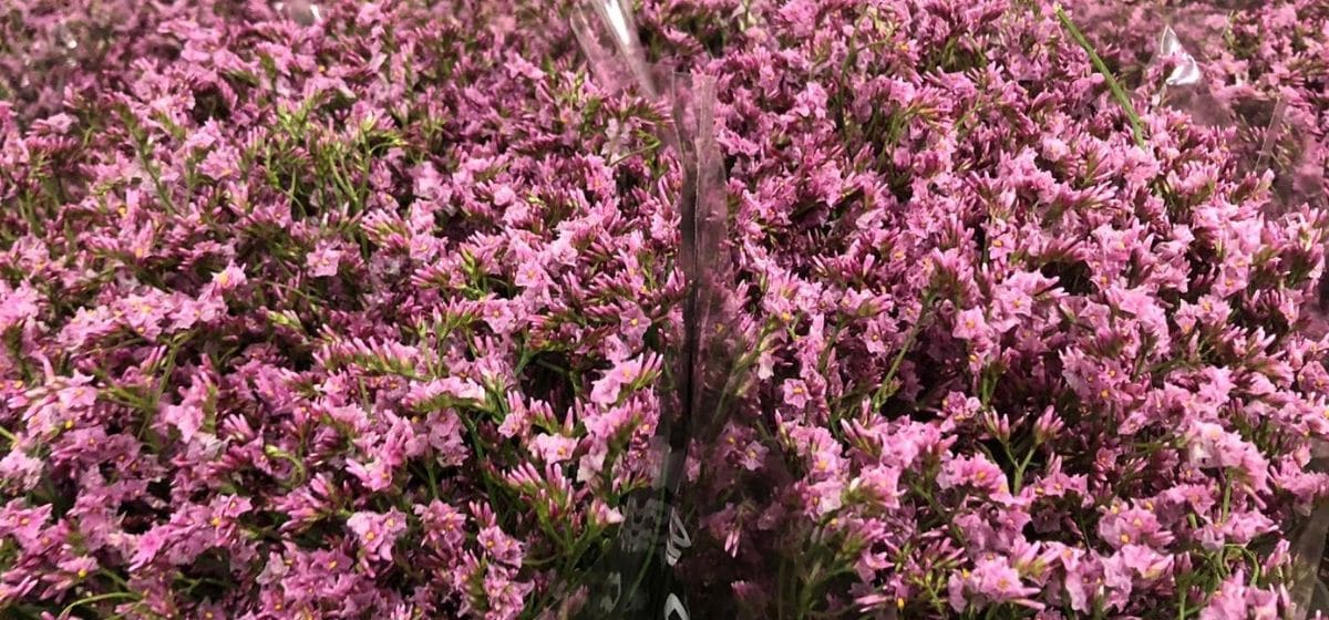 Limonium Sinensis Princess Diamond - Cut Flowers - on Thursd for Peter's weekly Menu