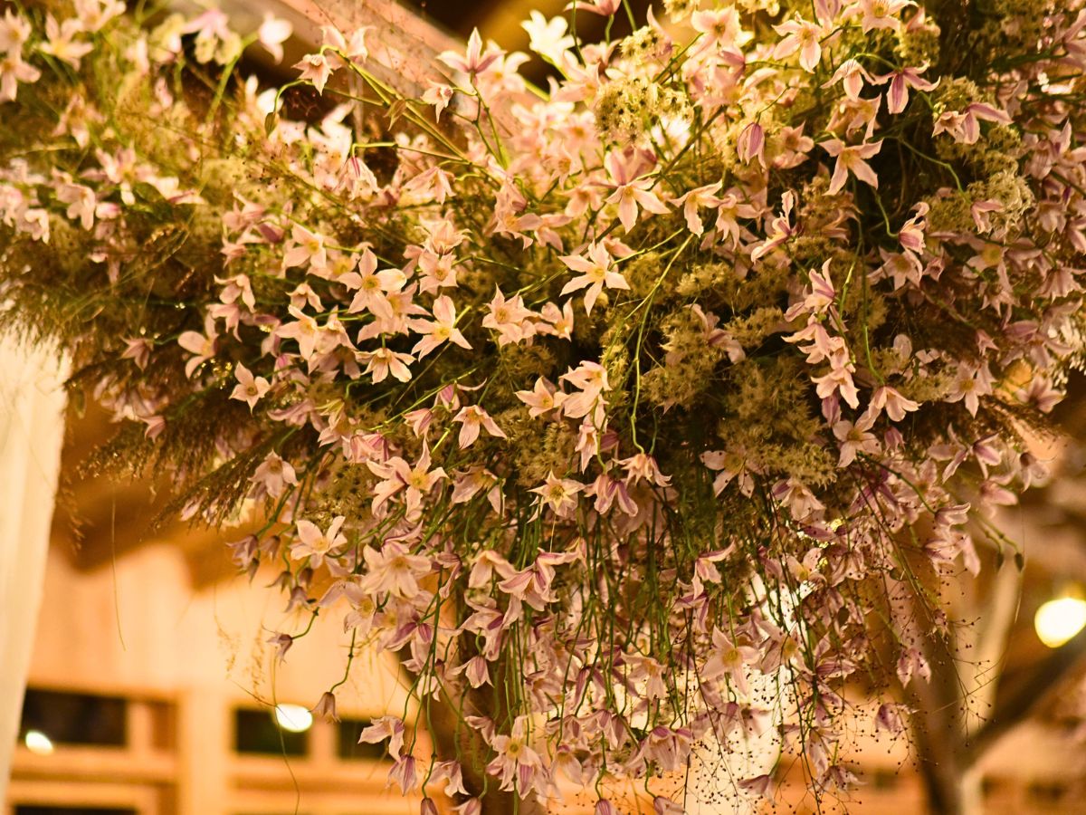 Róbert Bartolen’s Dreamy Floral Cloud Made With Marginpar’s Clematis Amazing® Kansas