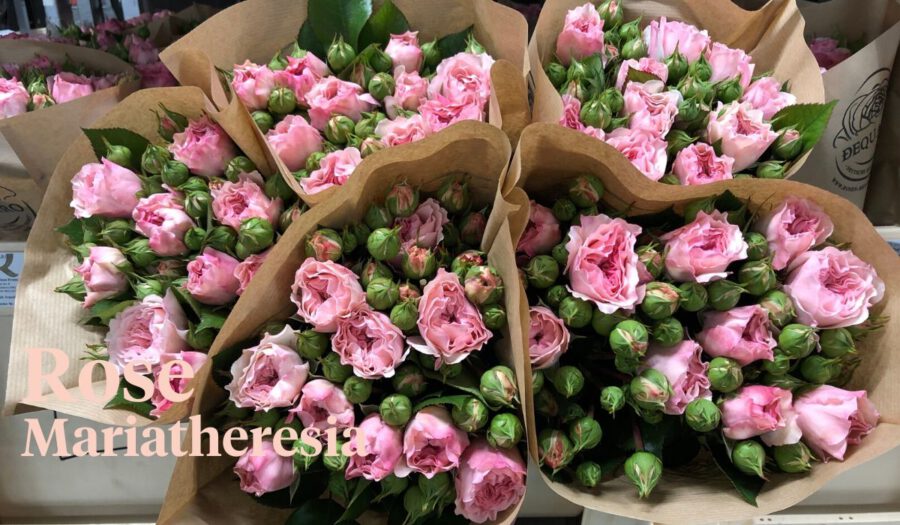 Peter's weekly Menu 19 - Rose MariaTheresia - Cut Flowers - on Thursd for Peter's weekly M